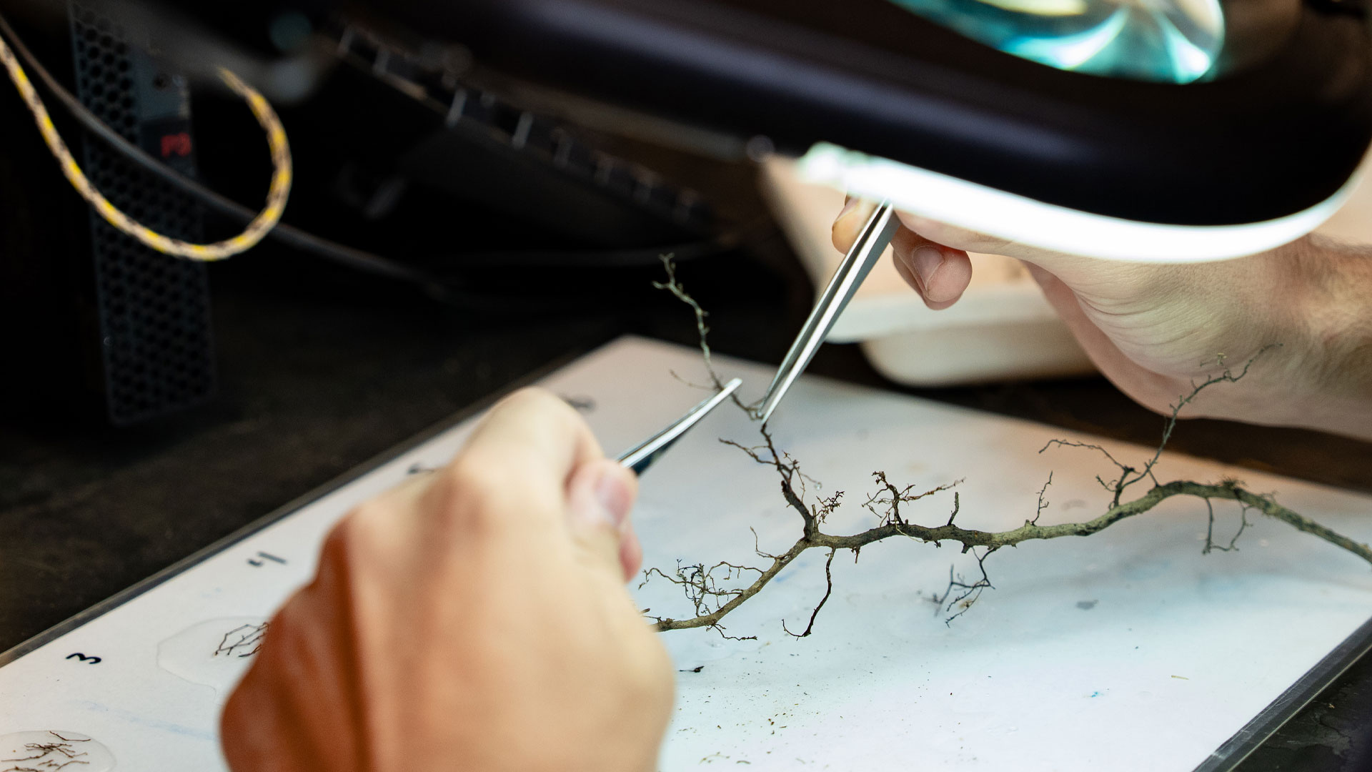 A researcher looks closely at roots of a tree under a magnifying glass