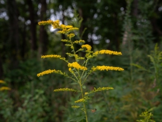 The Morton Arboretum