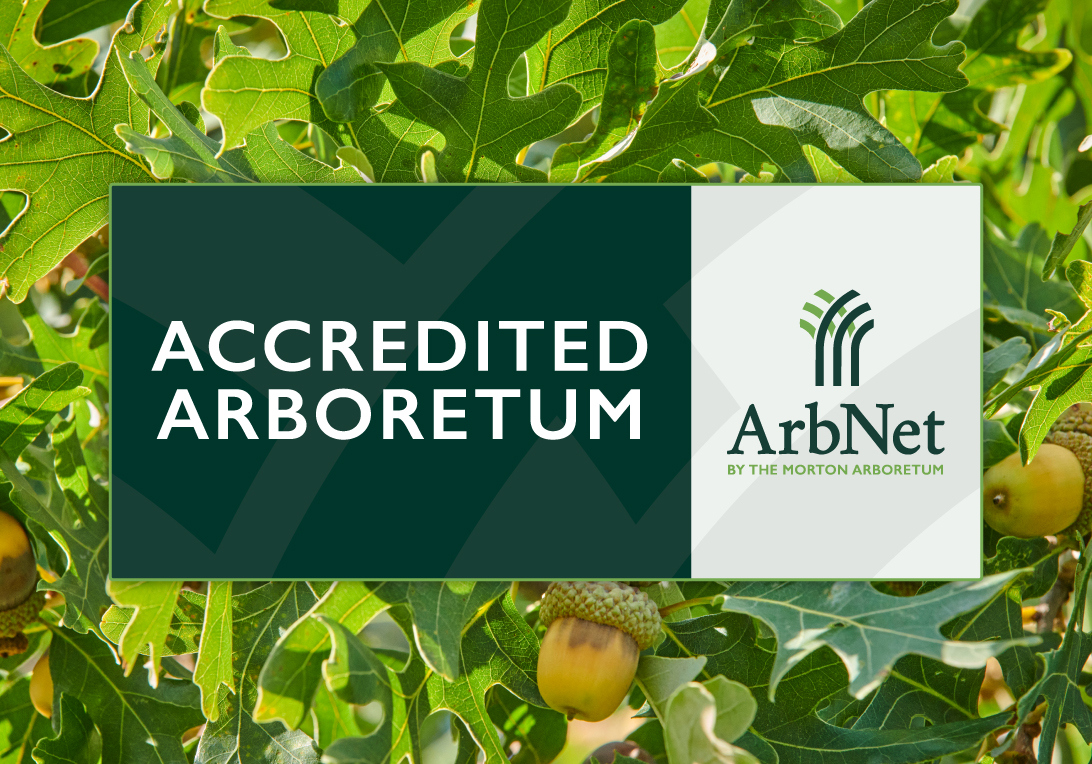 The Morton Arboretum