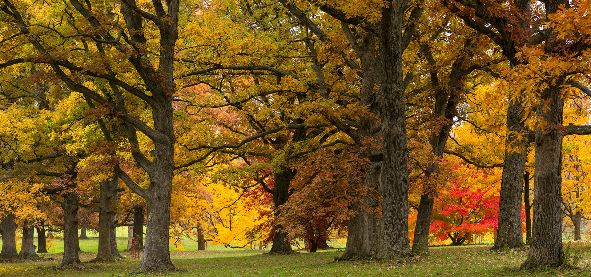 The Morton Arboretum
