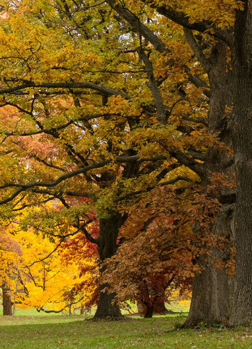 The Morton Arboretum