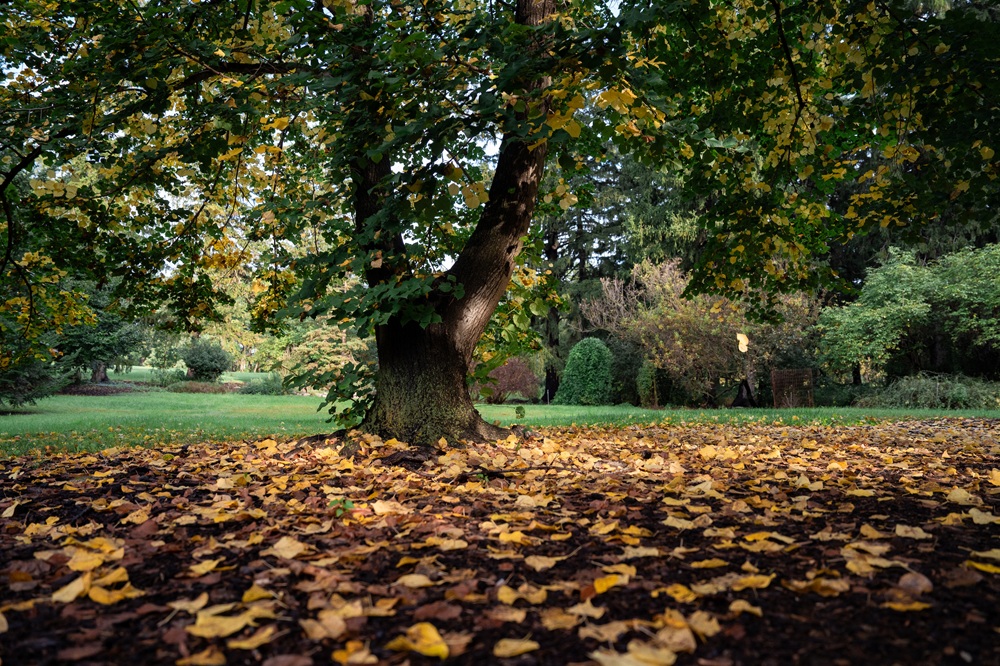 The Morton Arboretum