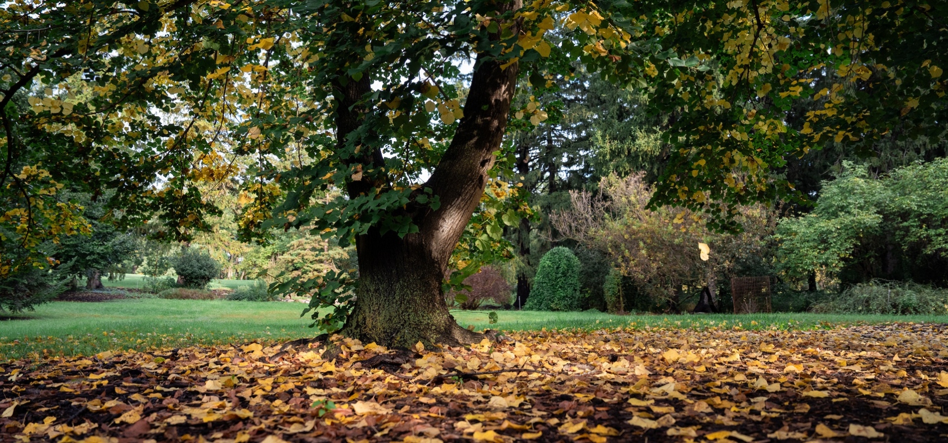 The Morton Arboretum