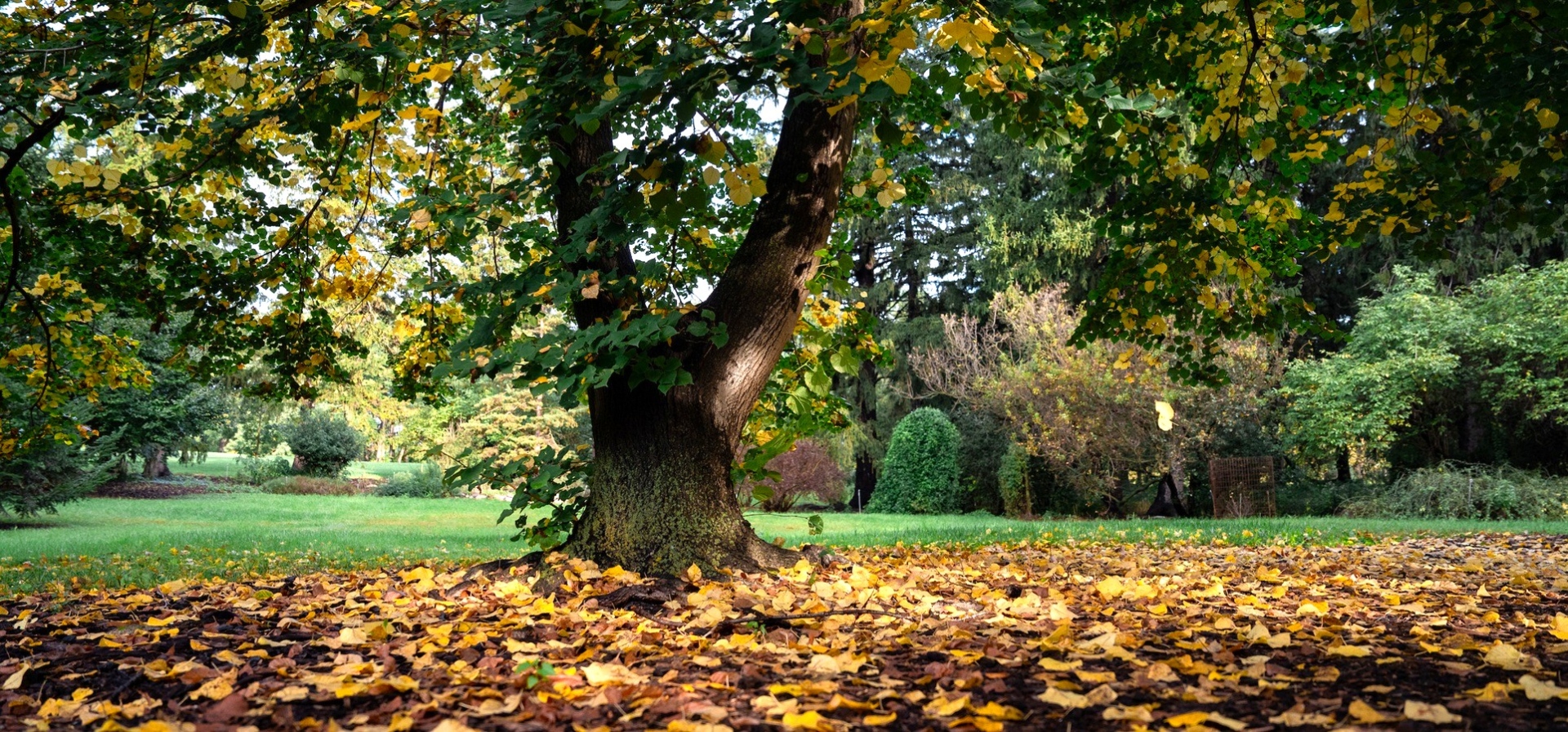 The Morton Arboretum