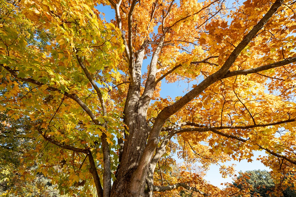 The Morton Arboretum