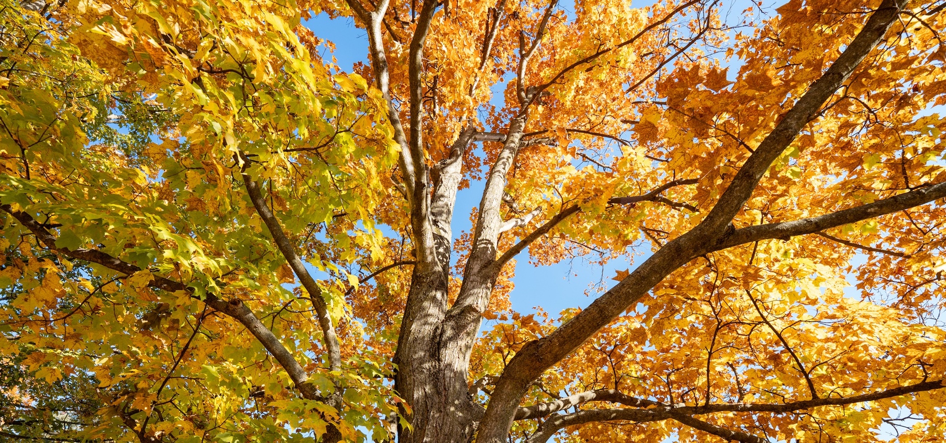 The Morton Arboretum