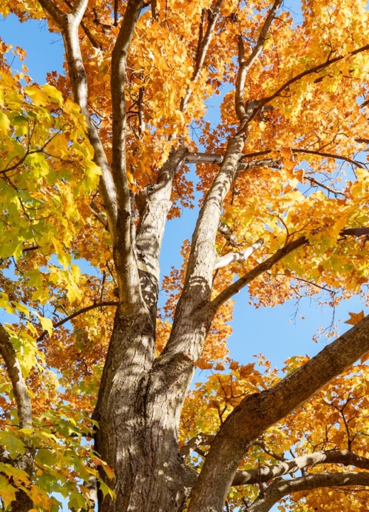 The Morton Arboretum
