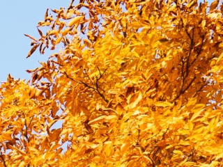 The Morton Arboretum