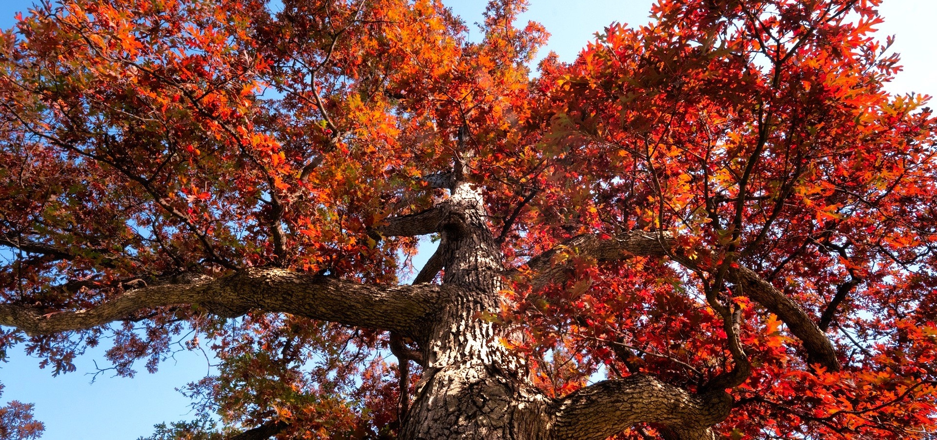 The Morton Arboretum