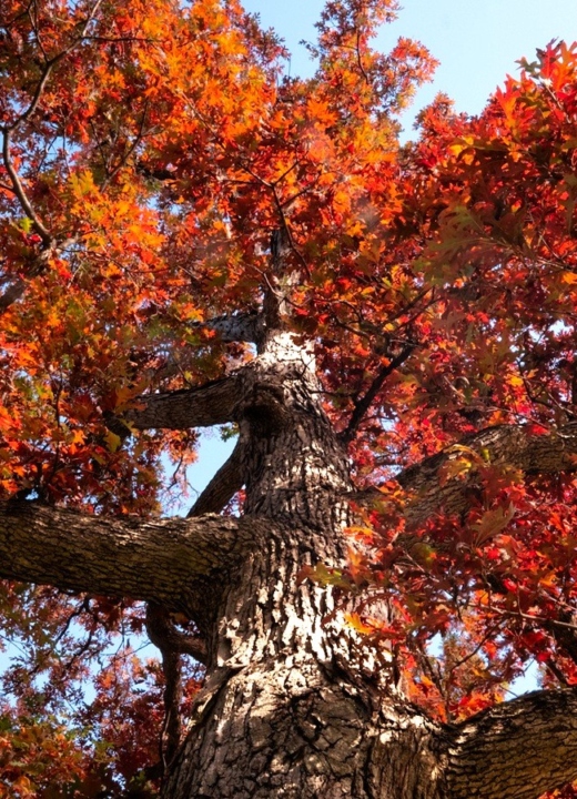 The Morton Arboretum
