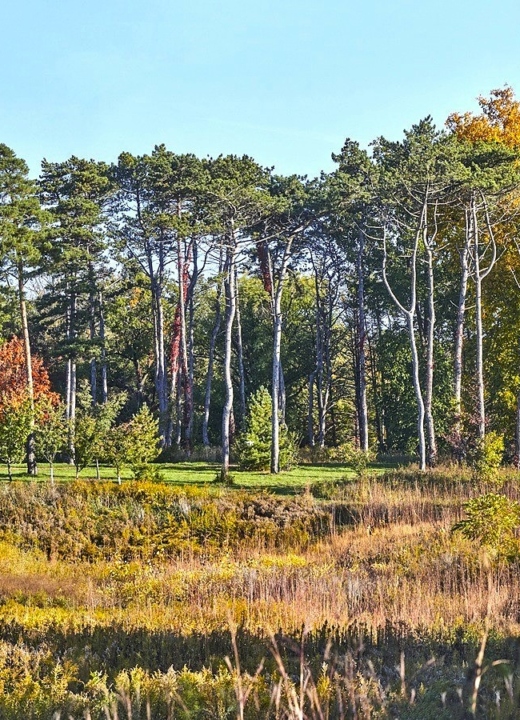 The Morton Arboretum