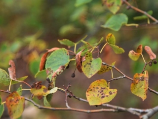 Leaves of a linden tree turning pale yellow in fall